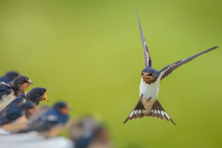 Barn Swallow, Hirundo rustica, chicks being fed.. A large group of these barn swallows foraging and hunts insects and taking their occasional rest on their turns.の写真素材