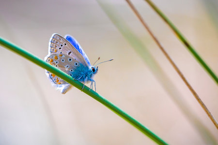 Early morning Common Blue butterfly (Polyommatus icarus) pollinating on a flower in a meadow under...