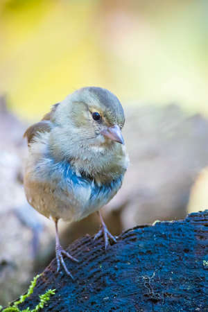 Closeup of a female chaffinch, Fringilla coelebs, perched in a treeの写真素材