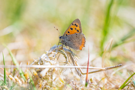 Closeup of a small or common Copper butterfly, lycaena phlaeas, feeding nectar of white flowers in a...