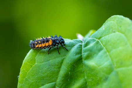 Ladybug insect larva or pupa Coccinellidae closeup. Puppy stage feeding on green vegetation closeup.の写真素材