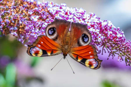 Painted Lady butterfly vanessa cardui feeding nectar from a purple butterfly-bush.