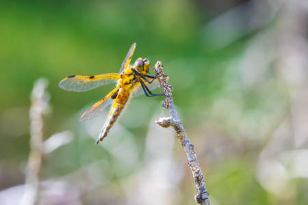 Close-up of a four-spotted chaser, Libellula quadrimaculata, or four-spotted skimmer dragonfly resting in sunlight on green already.の写真素材