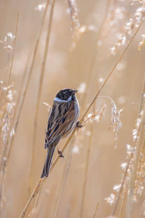 A common reed bunting Emberiza schoeniclus sings a song on a reed plume Phragmites australis. The reed beds waving due to strong winds in Spring season on a cloudy day.の写真素材
