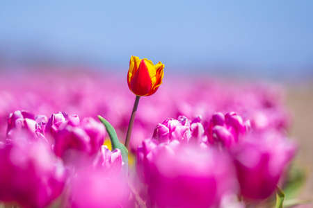 Blooming colorful Dutch yellow red tulips flower field under a blue sky. Zeeland, the Netherlandsの写真素材