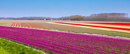 Blooming colorful Dutch pink purple tulip flower field under a blue sky. Zeeland, the Netherlandsの写真素材