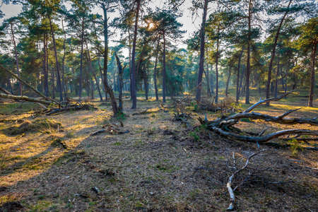 Sunlight in a beautiful forest in Hoge Veluwe National Park, the Netherlands