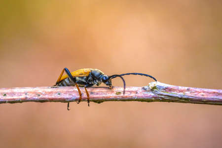 Red-brown Longhorn Beetle, Stictoleptura rubra, crawling on a branchの写真素材