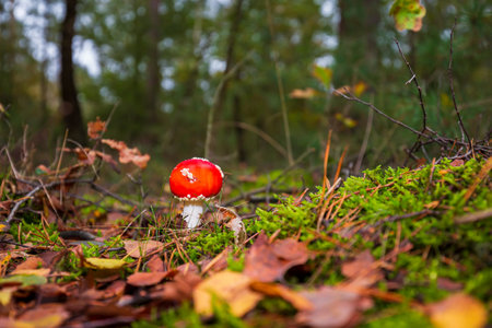 amanita muscaria, fly agaric or fly amanita basidiomycota muscimol mushroom with typical white spots on a red hat in a forest. Natural light, vibrant colors and selective focus.の写真素材