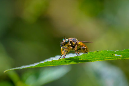 Closeup of a eutolmus rufibarbis, robber fly, resting on vegetation in a forest