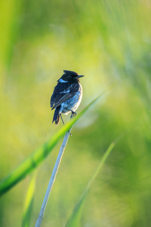 Stonechat, Saxicola rubicola, bird close-up singing in the morning sunの写真素材