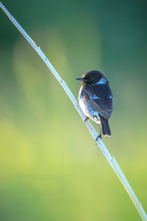 Stonechat, Saxicola rubicola, bird close-up singing in the morning sunの写真素材