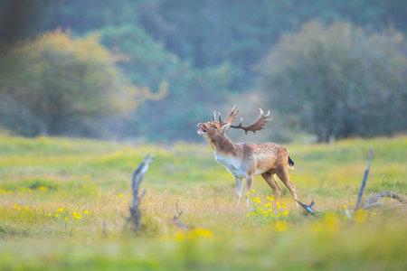 Fallow deer Dama Dama male stag with big antlers during rutting season. The Autumn sunlight and nature colors are clearly visible in the background.の写真素材