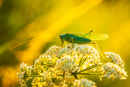 Macro close-up of a Great Green Bush-cricket male, Tettigonia viridissima, during sunsetの写真素材