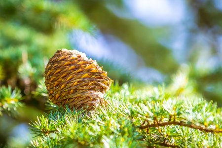 Cones on a coniferous tree, Larix spec. Fresh green branches of a larch tree with spring needles on a sunny day.の写真素材