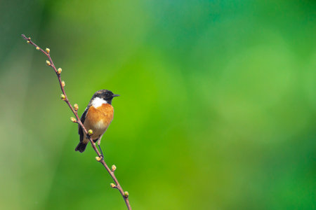 Stonechat, Saxicola rubicola, close-up singing in the morning sun