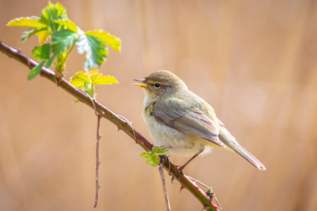 Close-up of a common chiffchaff bird Phylloscopus collybita, singing on a beautiful summer evening...