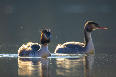 Two great crested grebes, Podiceps cristatus, mating in springtime seasonの写真素材
