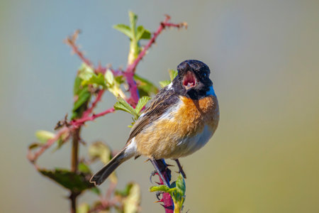 Stonechat, Saxicola rubicola, male bird close-up singing in the morning sun