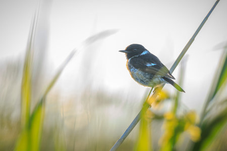 Stonechat, Saxicola rubicola, bird close-up singing in the morning sun