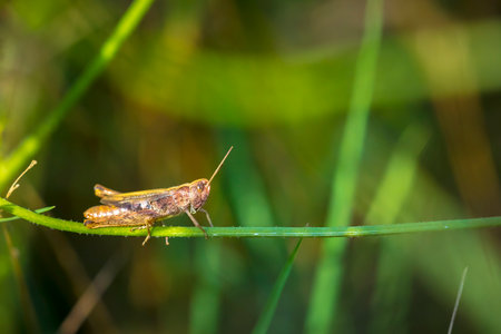 Closeup on an adult brown colored European rufous grasshopper male, Gomphocerippus rufus perched in...