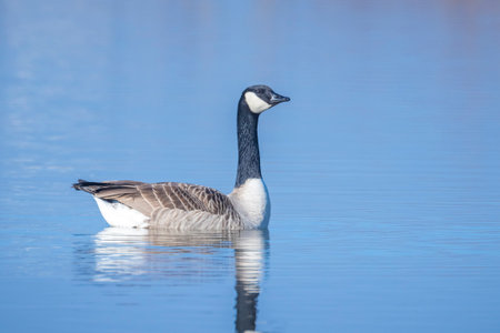 Close-up of a Canada goose, Branta canadensis, with reflection, swimming in a pond.の写真素材