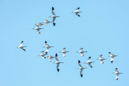 Flock of Pied Avocet, Recurvirostra avosetta, in flightの写真素材