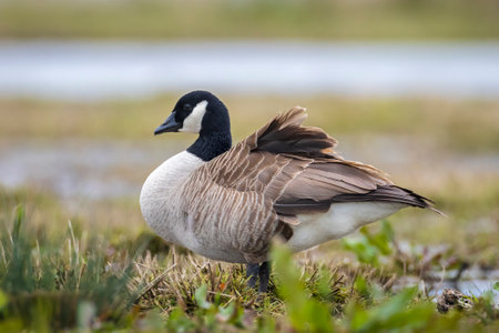 Close-up of a Canada goose Branta canadensis, foraging in a green meadowの写真素材