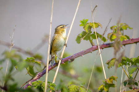 Closeup of a Sedge Warbler bird, Acrocephalus schoenobaenus, singing to attract a female during...