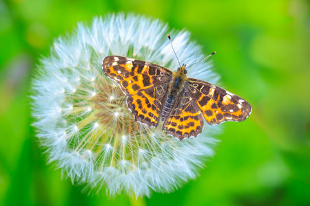 Close-up of the Map butterfly, Araschnia levana, in spring season outfit with wings open,の写真素材
