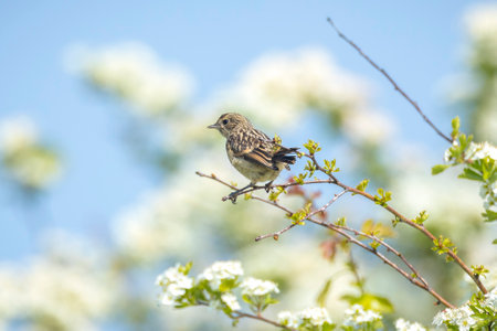 Stonechat, Saxicola rubicola, Juvenile bird close-up singing in the morning sunの写真素材