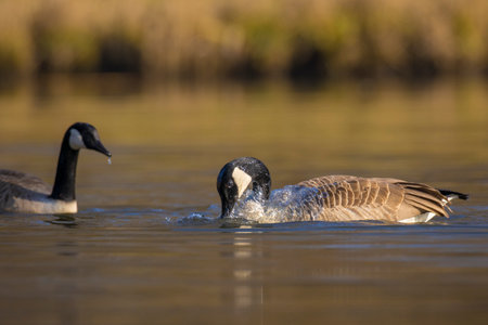 Canadian goose, Branta canadensis, washing, preening and splashing in the water, cleaning his feathers and plumage..の写真素材