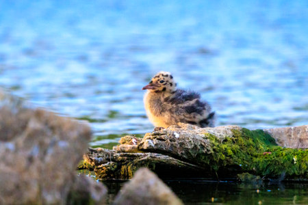 Close-up of a Black-headed gull, Chroicocephalus ridibundus, small chicks leaving the nestの写真素材