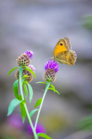 The gatekeeper butterfly, Pyronia tithonus, resting top view the wing patterns