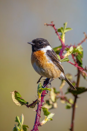 Stonechat, Saxicola rubicola, male bird close-up singing in the morning sunの写真素材