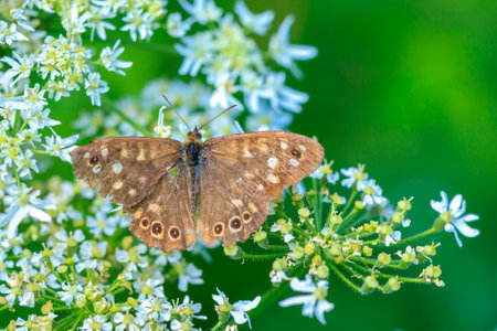 Top view of a speckled wood butterfly, Pararge aegeria. Resting on a leaf in a forest with open...