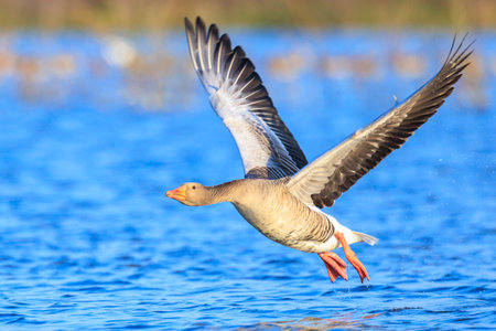 Closeup of greylag goose, Anser Anser, in flight above the water surface on a sunny day with clear blue skyの写真素材