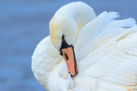 Closeup of a Mute swan, Cygnus olor, preening and cleaningの写真素材