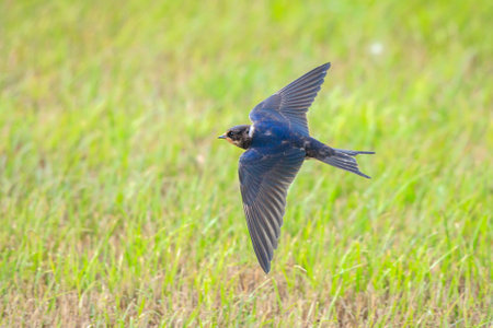 Closeup of a Barn Swallow, Hirundo rustica, hunting flying. This is the most widespread species of...
