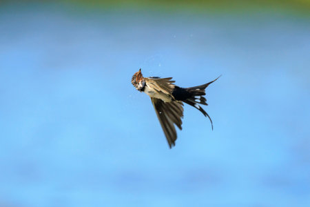 Closeup of a Barn Swallow, Hirundo rustica, in flight above water.の写真素材