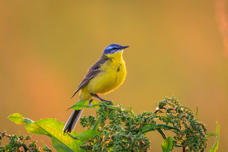 Closeup of a male western yellow wagtail bird Motacilla flava singing in vegetation on sunset during...
