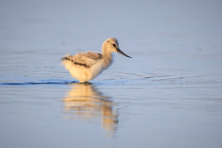 Pied Avocet Recurvirostra avosetta wader bird chick foraging in waterの写真素材