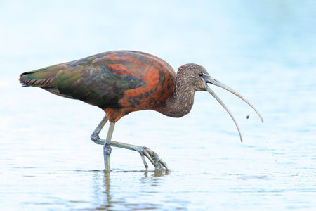 Closeup of a Glossy ibis, Plegadis falcinellus, wader bird in breeding plumage foraging in waterの写真素材