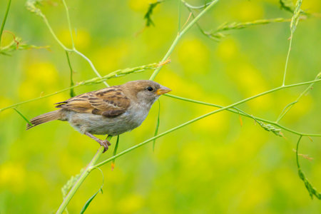 Closeup of a House Sparrow female bird, passer domesticus, foraging in a hedgeの写真素材