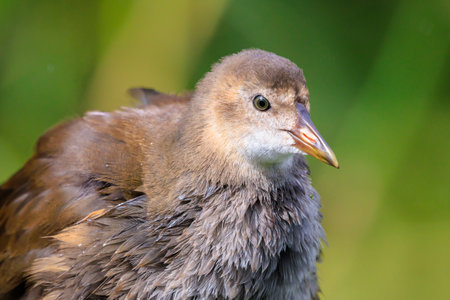Close-up of a Young common moorhen, Gallinula chloropus, swimming in a pond on the water surface. The background is green, selective focus is used.の写真素材