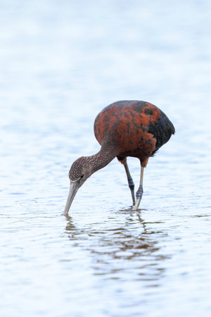 Closeup of a Glossy ibis, Plegadis falcinellus, wader bird in breeding plumage foraging in waterの写真素材