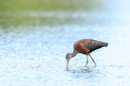 Closeup of a Glossy ibis, Plegadis falcinellus, wader bird in breeding plumage foraging in waterの写真素材