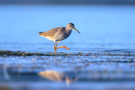 Common redshank tringa totanus wading bird foraging in water on a sunny day These Eurasian wader bird are common breeders in the agricultural grassland of the Netherlands.の写真素材