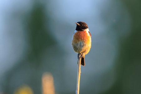 Stonechat, Saxicola rubicola, male bird close-up singing in the morning sun