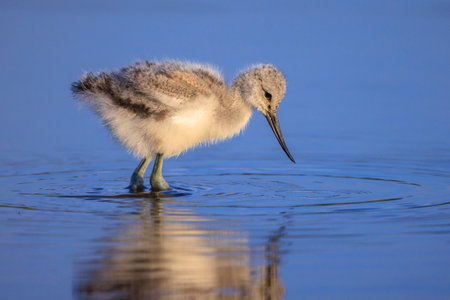 Pied Avocet Recurvirostra avosetta wader bird chick foraging in waterの写真素材